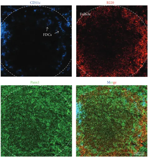 Figure 3: Dendritic and B cells of mouse spleen present pannexin1. Immunofluorescence of adult mice spleen cryosections (8 