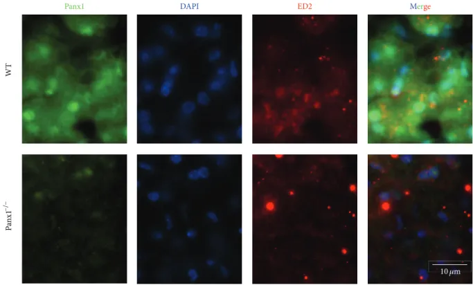 Figure 5: Expression of pannexin1 (Panx1) in Kupffer cells. Immunofluorescence analysis of liver cryosections (8 