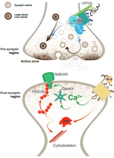 Figure 2 Wnt signaling modulates pre- and postsynaptic assembly and function at the glutamatergic synapse