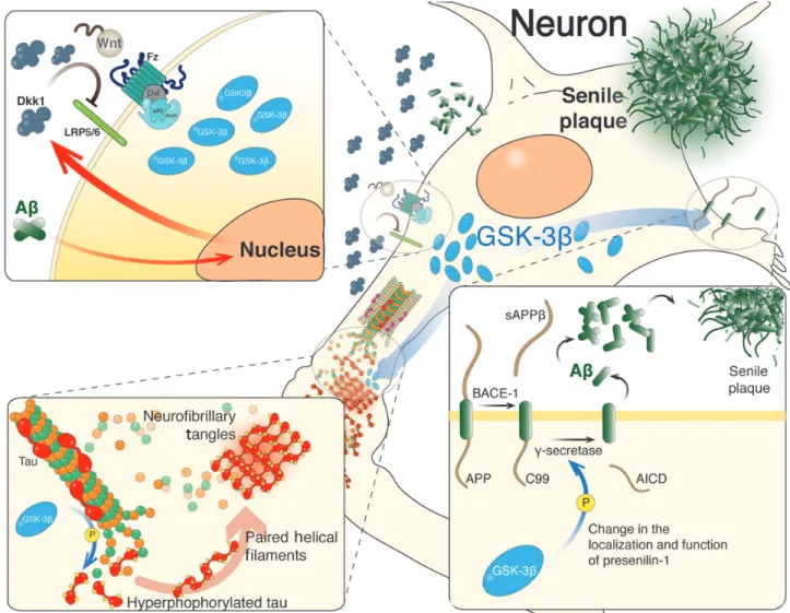 Figure 4 Wnt signaling in different stages of AD progression. In AD, Ab aggregates induce an increased Dkk1 level that blocks the activation of Wnt signaling pathway, which results in higher activity of GSK-3b (top left)