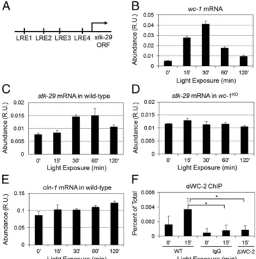 Fig. 1. stk-29 mRNA shows WC-1 –dependent light response, and WC-2 di- di-rectly binds to the stk-29 promoter