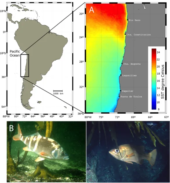 Figure 1. Map of the sampling and collection sites along with: A) interannual average night sea surface temperature from 5 th  July 2002 to 1 st  August 2013 which represent the temporal framework of the species collections (see methods for details) for ea