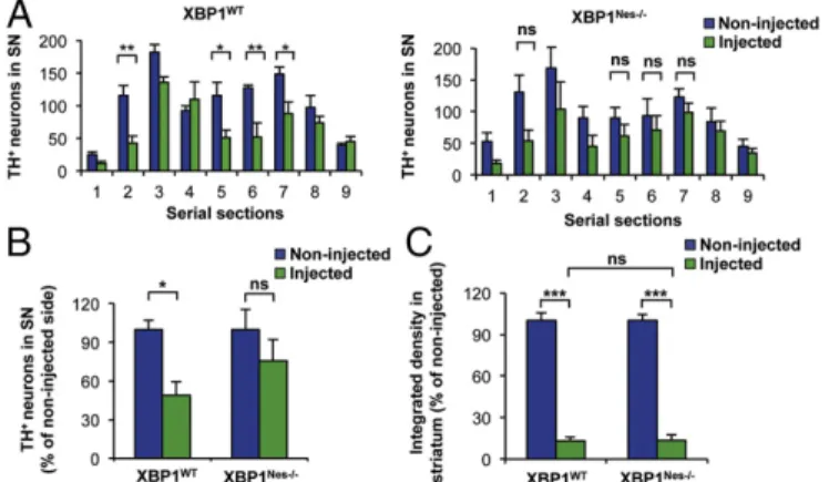 Fig. 1. Dopaminergic neurons of XBP1-deficient mice are resistant to 6-OHDA –induced neurotoxicity