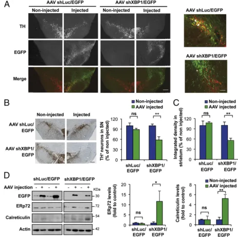 Fig. 3. XBP1 down-regulation in dopaminergic neurons of adult SNpc induces spontaneous  neuro-degeneration and chronic ER stress