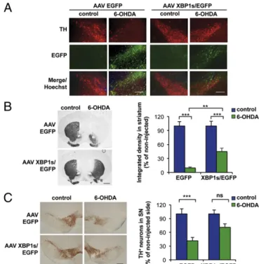 Fig. 4. Local delivery of XBP1s into the SNpc protects dopaminergic neurons against 6-OHDA –induced neurotoxicity
