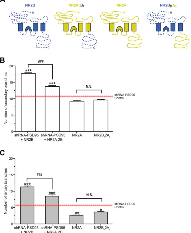 Figure 6. The C-terminal domain of NR2B is required to promote dendritic branching. A , Schematic representation of a wild-type NR2B subunit (NR2B), the chimera NR2A head B tail (NR2A h B t ), a wild-type NR2A subunit (NR2A), and the chimera NR2B head A ta