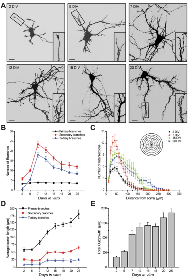 Figure 1. Changes in dendritic architecture during hippocampal development in vitro . A , Cultured hippocampal neurons were transfected with GFP at 0 DIV with Amaxa nucleofection and fixed at 2, 5, 7, 12, 15 and 20 DIV