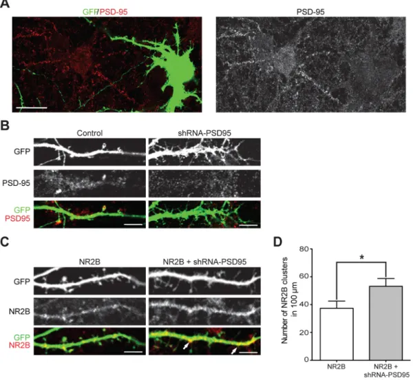Figure 4. Knockdown of PSD95 promote NR2B clustering in mature hippocampal neurons. A , Cultured hippocampal neurons were transfected with a magnetofection-based method at 15 DIV with GFP plus shRNA-PSD95