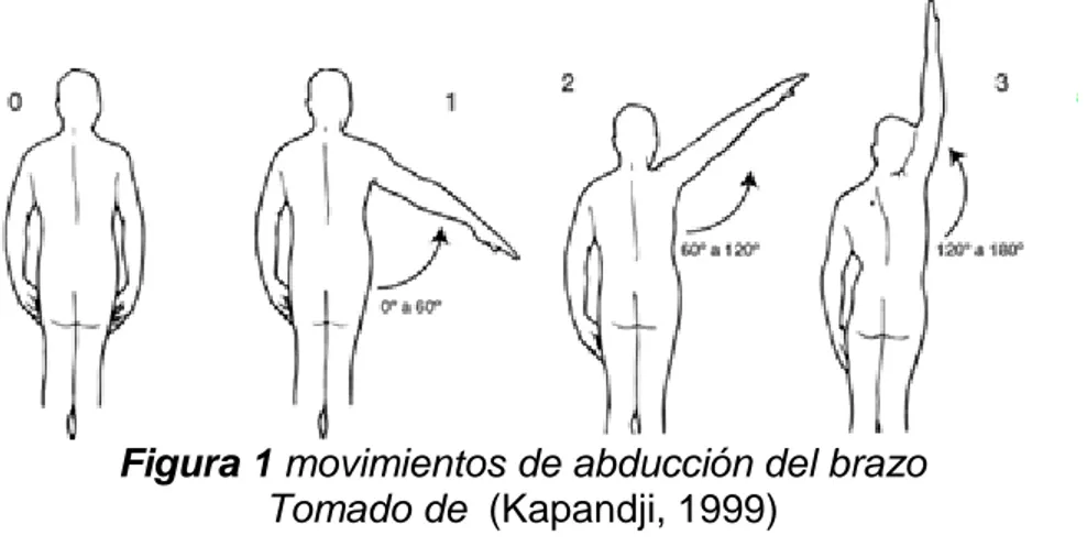 Figura 1 movimientos de abducción del brazo   Tomado de  (Kapandji, 1999) 
