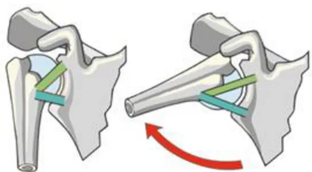 Figura 2  Ligamento glenohumeral en posición anatómica y en abducción  Tomado de    (Kapandji, 1999) 