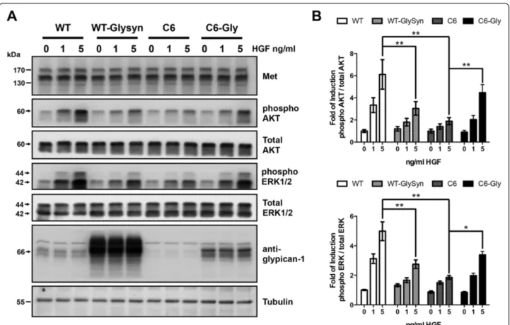 Figure 5 Glypican-1 is required to sustain the hepatocyte growth factor-dependent signaling in lipid rafts
