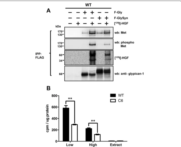 Figure 6 Glypican-1 in lipid rafts coimmunoprecipitates with the activated form of Met and regulates hepatocyte growth factor binding to low- and high-affinity cell surface binding sites