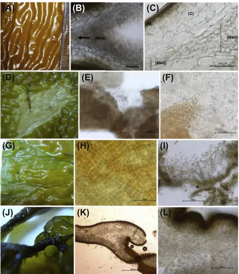 Figure 6.3  Kelp disease symptoms found in kelp cultivated in a 21 ha farm located in  southern Chile