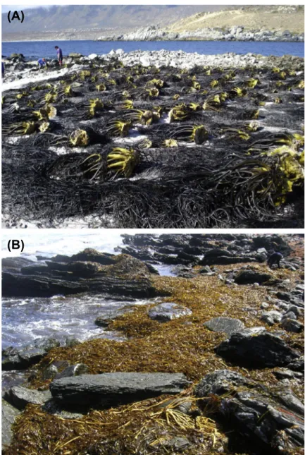 Figure 6.1  Kelp landings in the north of Chile: Lessonia trabeculata (A) and Macrocystis  pyrifera (B)