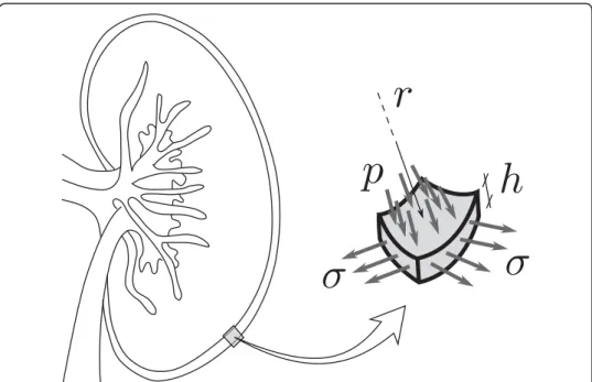 Figure 3 Schematic of the biomechanical model for the kidney capsule. p, intrarenal pressure; σ, capsule stress; h, capsule thickness; r, capsule radius.