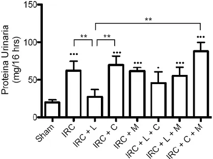 Figura  2:  La  inhibición  de  COX-2  y  PGE 2   aumentan  de  manera  significativa  la  excreción  de  proteínas  urinarias  en  animales  IRC  tratados  con  lisinopril