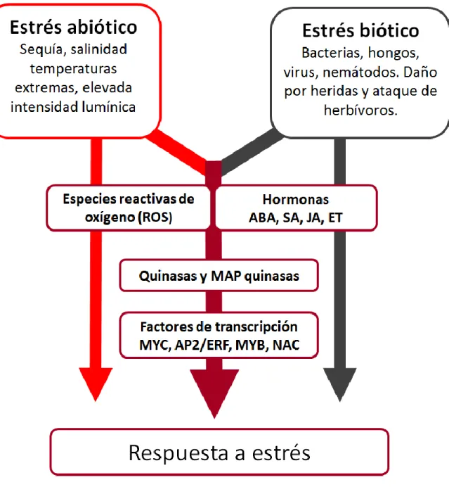 FIGURA N°1.  Representación  de  la  compleja  cascada  de  señalización  celular  que  media la respuesta a estrés biótico y abiótico en plantas