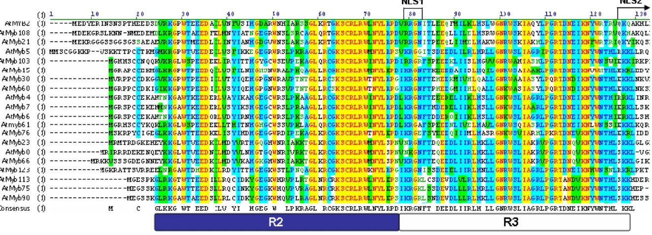 FIGURA N°2.  Estructura  general  del  dominio  de  unión  a  DNA  de  diversas  proteínas  R2R3MYB de Arabidopsis