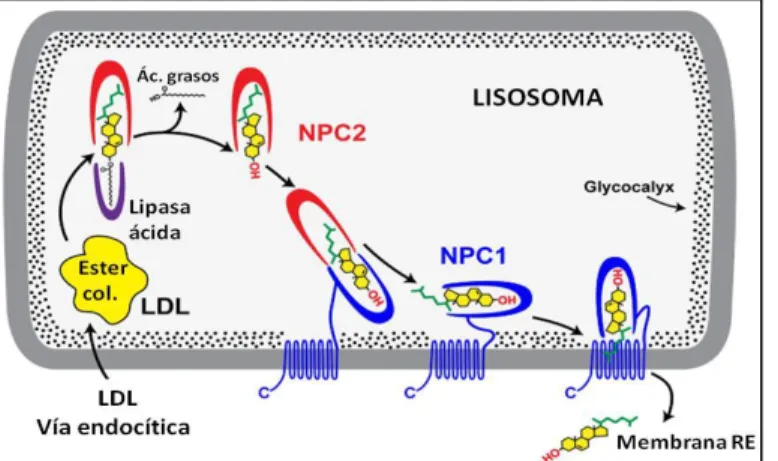 Figura  1:  Modelo  de  egreso  del  colesterol  de  los lisosomas.  