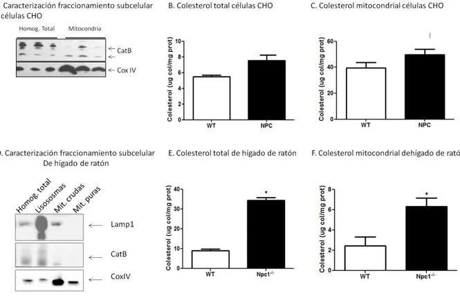 Figura 10: Las mitocondrias de hígado de ratón NPC presentan aumento del contenido de colesterol  mitocondrial