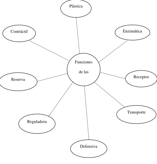 Figura 1. Funciones de las proteínas. 