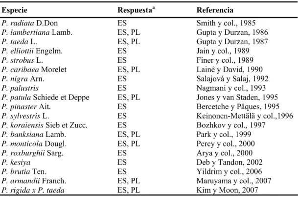 Tabla 1: Fechas de inicio y primeros resultados de inducción de embriogénesis somática obtenidos en  diferentes especies de pino