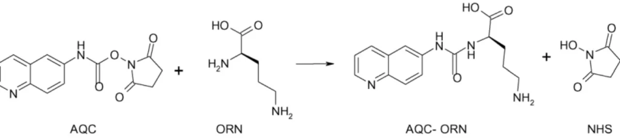 Fig. 1. Derivatization scheme of AQC with Orn showing the chemical structure of the derivatized Orn.