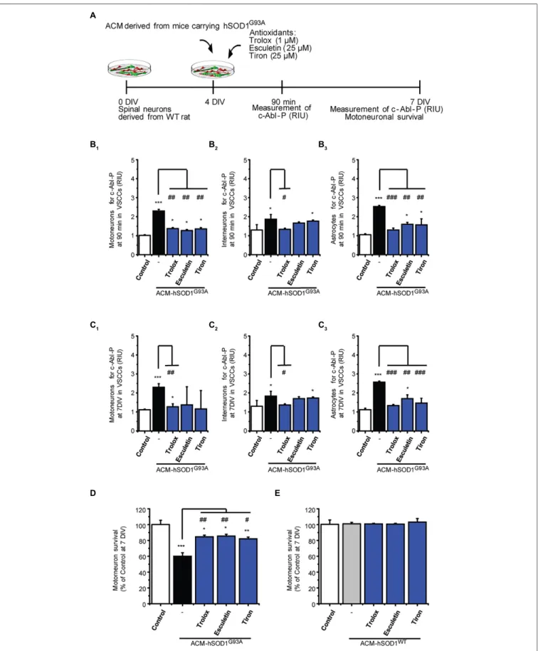 FIGURE 3 | Antioxidants reduce phosphorylation of c-Abl and prevent motoneuron death induced by ACM-SOD1 G93A 