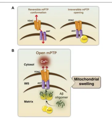 FIGURE 1 | Modulation of the mitochondrial permeability transition pore structure. (A) The mPTP is mainly formed by the voltage-dependent calcium channel (VDAC, in orange), adenine nucleotide translocase (ANT, in purple) and cyclophilin D (CypD, in yellow)