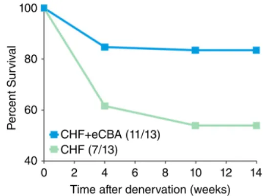 Figure 3. Carotid body ablation improves survival during chronic heart failure