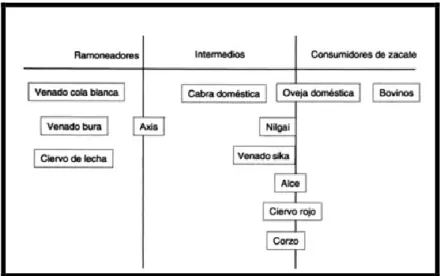 Figura 6. Clasificacion de especies rumiantes de acuerdo con sus hábitos de alimentación  (fuente: Fullbright &amp; Ortega, 2007)