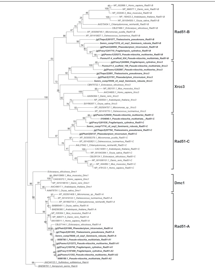 Fig. 3 Phylogenetic tree of Rad51 proteins inferred from maximum likelihood analysis. Archaeal Rad-A protein sequences (underlined) were used as an out-group