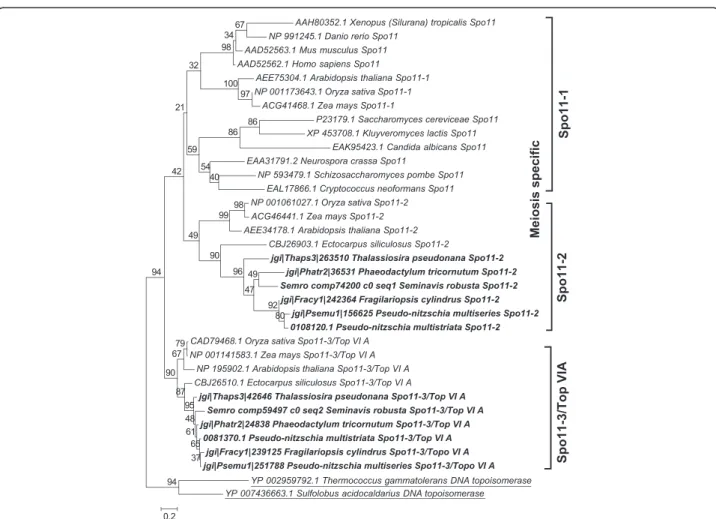 Fig. 2 Phylogenetic tree of Spo11 proteins inferred from maximum likelihood analysis. Archaeal topoisomerase VIA protein sequences (underlined) were used as an out-group