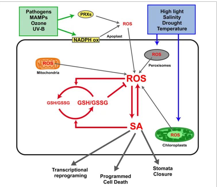 FIGURE 1 | Interplay between salicylic acid (SA), reactive oxygen species (ROS), and glutathione (GSH) in defense responses to biotic and abiotic stress