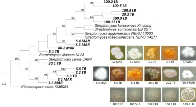Fig. 4. PhyML maximum likelihood phylogenetic tree obtained from the aligned 16S rRNA Bacillus and related gene sequences using BOSQUE
