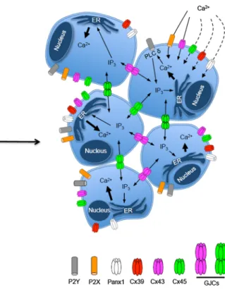 Fig. 1 Scheme of early myogenic event where Panx-based and Cx- Cx-based channels play a relevant role