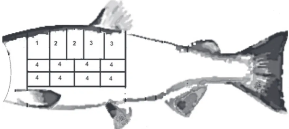 Figure 1. Location of the diﬀerent ﬁsh muscle zones employed for the diﬀerent sensory and physical analyses: (1) microstructure, (2) water loss (expressible moisture); (3) texture (shear test); (4) sensory analysis (odour, taste, elasticity, colour and mus