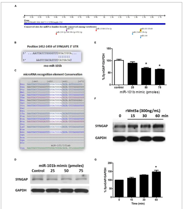 FIGURE 1 | Synaptic GTPase-Activating Protein (SynGAP) is a target of miR-101b, a Wnt-5a-regulated microRNA