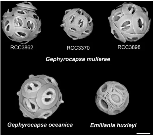 Figure 1. SEM images of the three new isolates of Gephyrocapsa muellerae and of representative strains of Gephyrocapsa oceanica and Emiliania huxleyi
