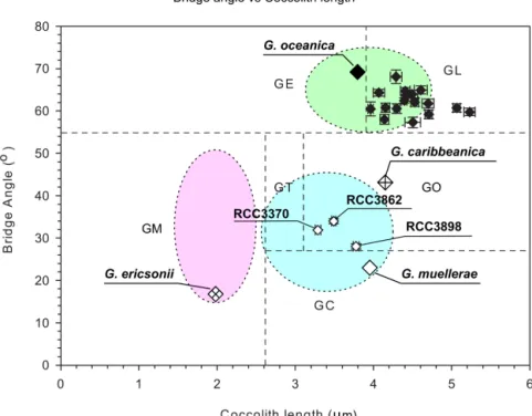 Figure 2. Scatter plots of mean coccolith length versus mean bridge angle of morphotypes deﬁned in Holocene sediment samples with plotted original descriptions of Gephyrocapsa caribbeanica, Gephyrocapsa ericsonii, Gephyrocapsa muellerae and Gephyrocapsa oc
