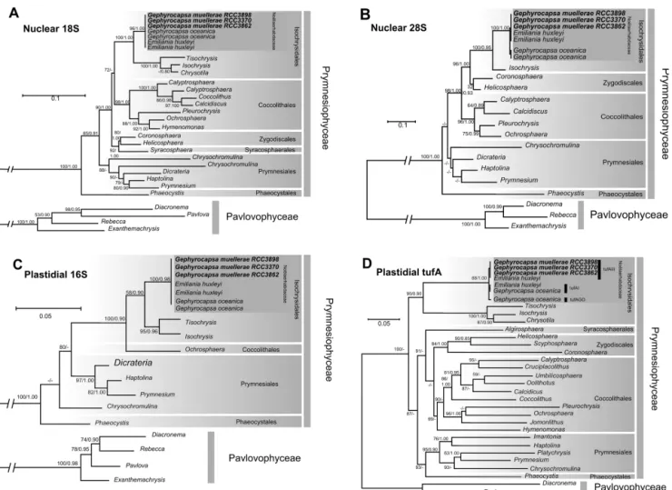 Figure 3. Molecular phylogenies of the Haptophyta inferred from comparisons of nuclear 18S rDNA sequences (A), of nuclear 28S rDNA sequences (B), of plastidial 16S rDNA sequences (C) and from comparison of plastidial tufA gene sequences (D)