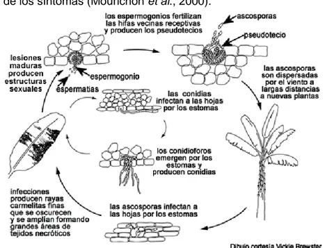 Figura 1. Ciclo de la enfermedad en el patosistema Musa-M.fijiensis (Bennett y Arneson, 2003) 