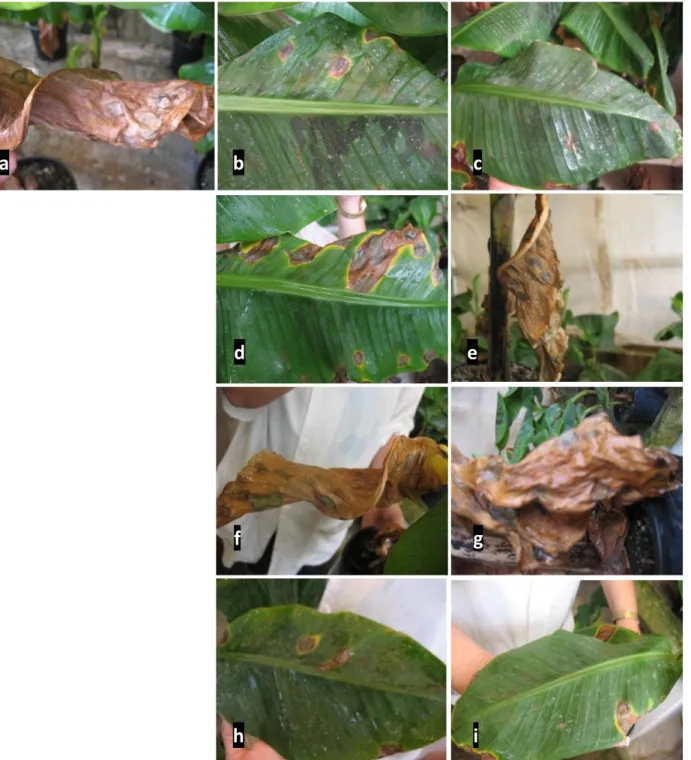 Figura  7.  Efecto  de  filtrados  de  cultivo  bacterianos  sobre  la  respuesta  de  plantas  de ‘Grande  naine’ 