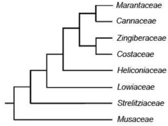 Figura  4.  Cladograma  representando  las  relaciones  filogenéticas  en  las  ocho  familias  del  orden  Zingiberales (Manchester y Kress, 1993)