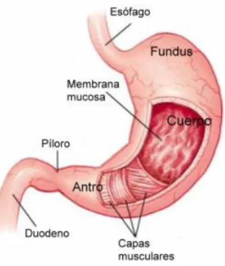 Figura 1. Anatomía del estómago. Tomado de (Salazar, 2013).