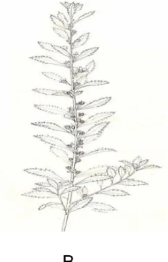 Figura 2. Características macromorfológicas de la Capraria biflora L. 