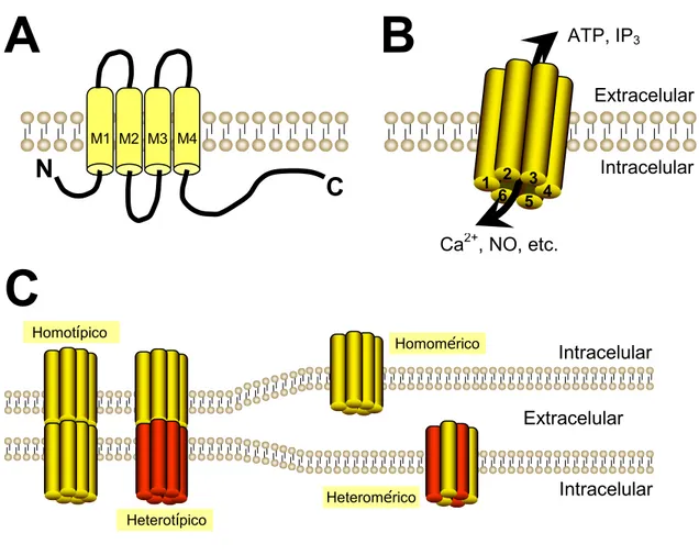 FIGURA  2.  Estructura  de  los  canales  intercelulares,  de  los  hemicanales  formados  por  conexinas y de los canales formados por panexinas