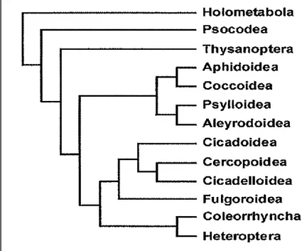 Figura 3. Relaciones filogenéticas de Hemípteros, presentado por von Dohlen &amp; Moran (1995)