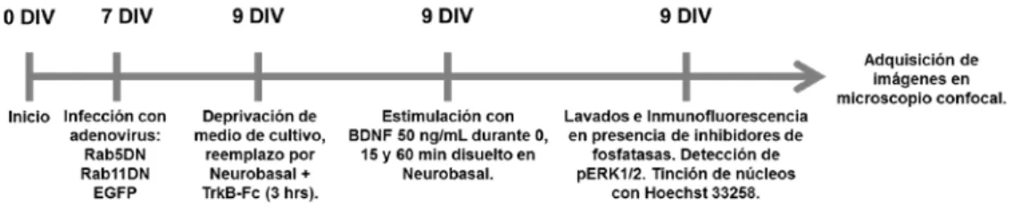 Figura 7. Estrategia experimental utilizada para determinar papel de Rab5 y Rab11 en la  activación de ERK1/2 inducida por BDNF 