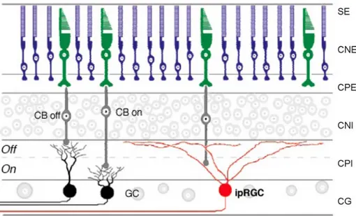 Figura 7: Células ganglionares intrínsecamente fotosensibles (ipRGC). 